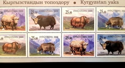 В Кыргызстане зарезали около 40 тысяч «тянь-шанских бизонов». Сможем ли мы восстановить их популяцию? Часть 3