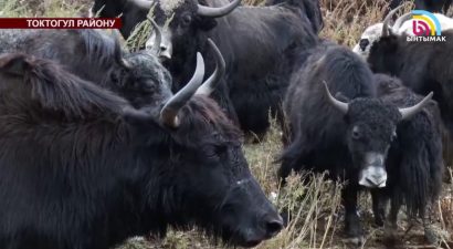 В Кыргызстане зарезали около 40 тысяч «тянь-шанских бизонов». Сможем ли мы восстановить их популяцию? Часть 2