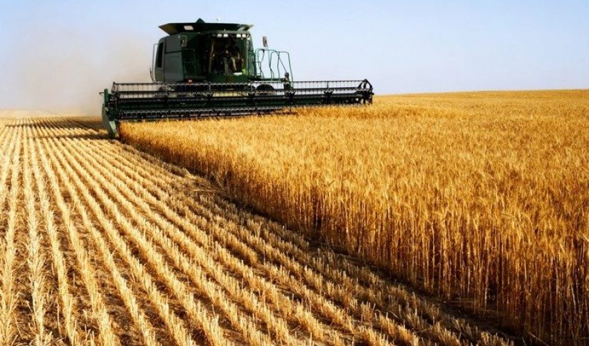 В стране снизился уровень урожайности зерна