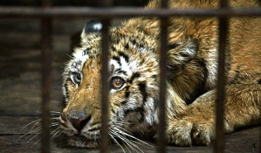 Во Франции запретили использовать диких животных в цирковых номерах