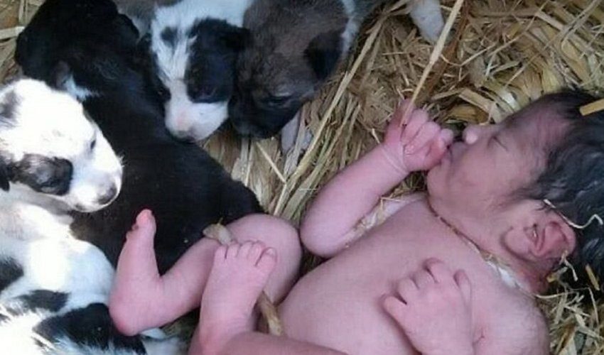 В Индии собака со щенками спасла новорожденного ребенка