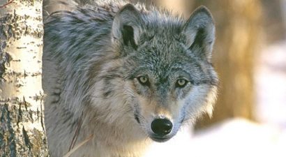 В Нарынской области стая волков съела кобылицу. Крупную волчицу отстрелили