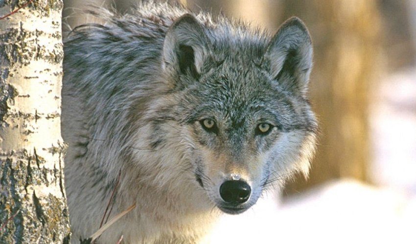 В Нарынской области стая волков съела кобылицу. Крупную волчицу отстрелили