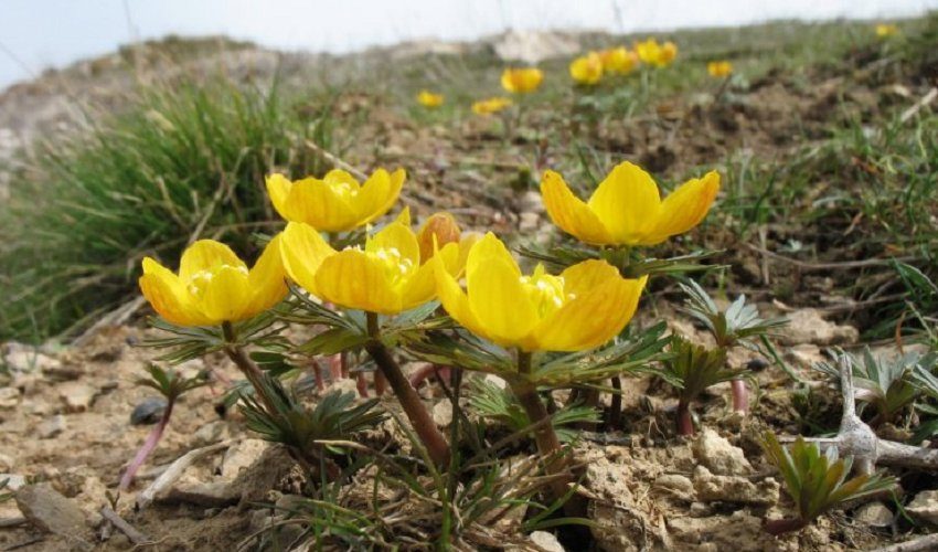 В Кыргызстане нашли уникальный цветок, уничтожающий раковые клетки