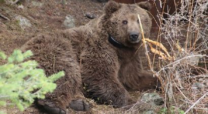 В результате обыска в доме местного жителя были обнаружены оружие, боеприпасы и шкуры краснокнижных медведей