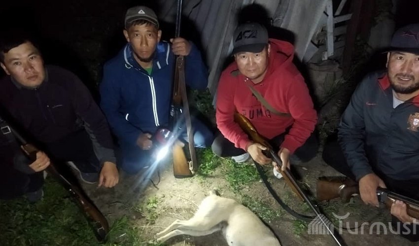 В Московском районе хищник за 3 суток вырезал 16 овец. Кем он оказался?