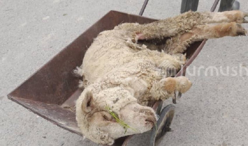 На жайлоо Сон-Кол массово гибнет скот: у овец опухают конечности и выпадает шерсть