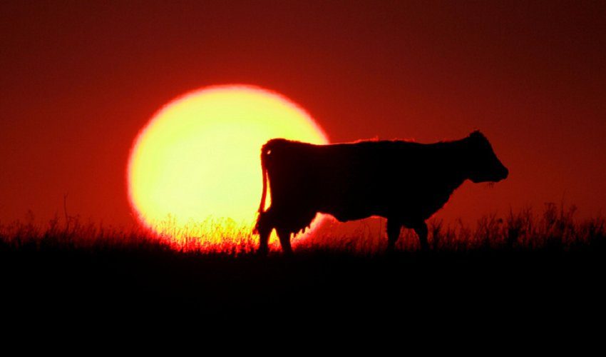 Из-за жары тысячи коров погибли в американском штате Канзас