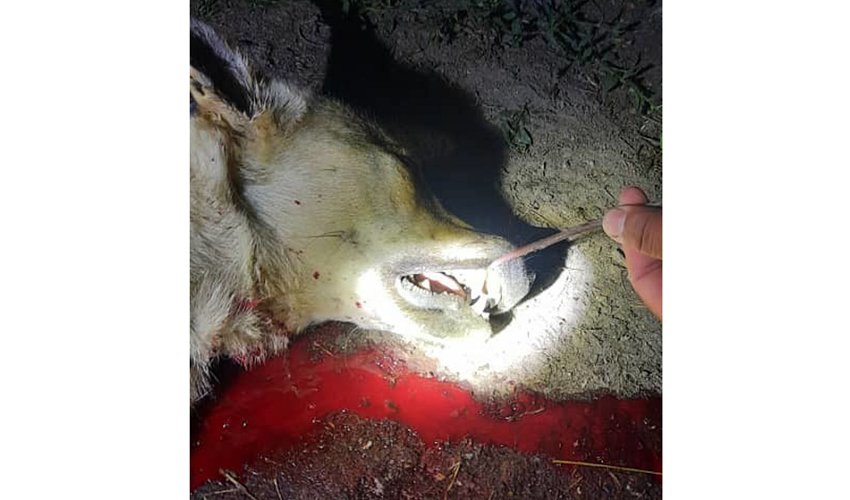 В Московском районе хищник за 3 суток вырезал 16 овец. Кем он оказался?