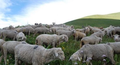 На жайлоо Сон-Кол массово гибнет скот: у овец опухают конечности и выпадает шерсть