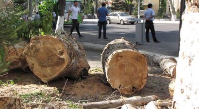 В Узбекистане президент наказал хокима и прокурора за повреждение деревьев