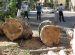 В Узбекистане президент наказал хокима и прокурора за повреждение деревьев