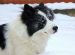 В сильный мороз охотничьи собаки сутки согревали хозяина с инсультом и спасли ему жизнь